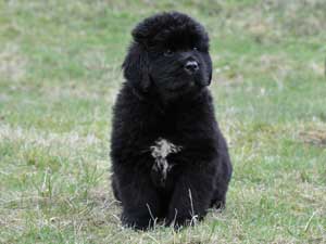 Newfoundland puppy #11