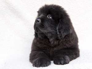 Newfoundland puppy looking up