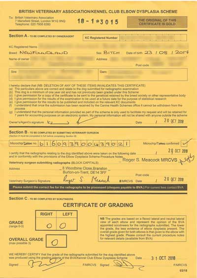 Example of BVA/KC Elbow Dysplasia Scheme Certificate