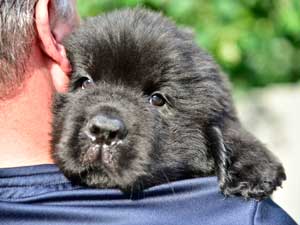 Newfoundland puppy #5