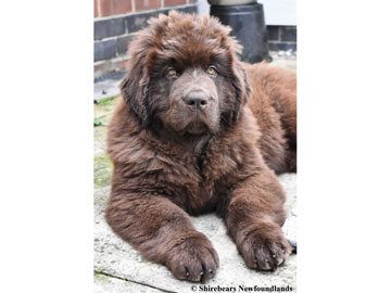 Shirebears Brown puppy relaxing on the patio