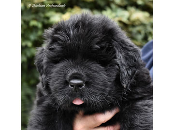 Shirebears  Black puppy head
