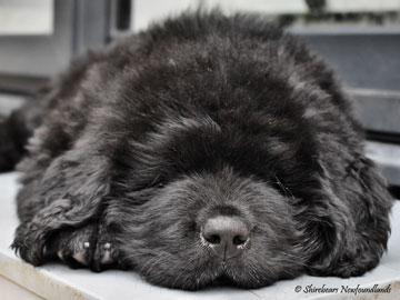Black Shirebears puppy snoozing