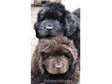 Black and Brown Shirebears puppie