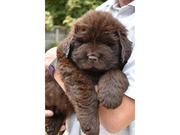 Shirebears Brown puppy cuddles